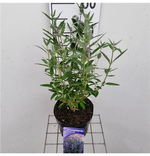 Caryopteris clandonensis 'Thetis' F00005793