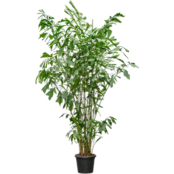 Caryota mitis 4CAMIBU68