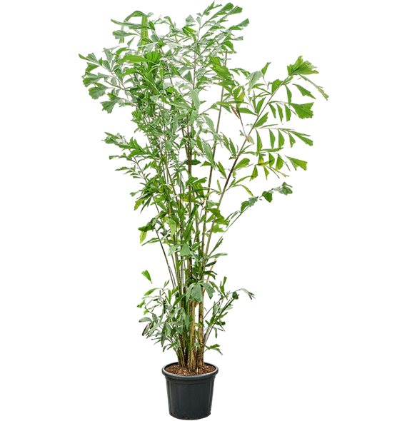 Caryota mitis (290-325) 4CAMIB003