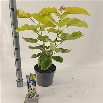 Catalpa bignonioides 'Aurea' F00005786