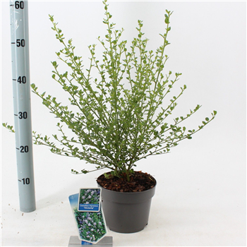 Ceanothus impressus 'Victoria' F00005831