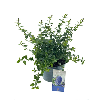 Ceanothus thyrsiflorus var repens F00005374