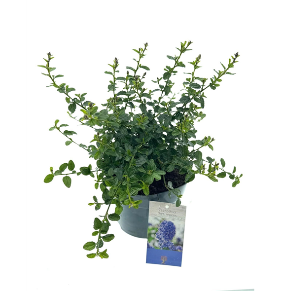 Ceanothus thyrsiflorus var repens F00005374