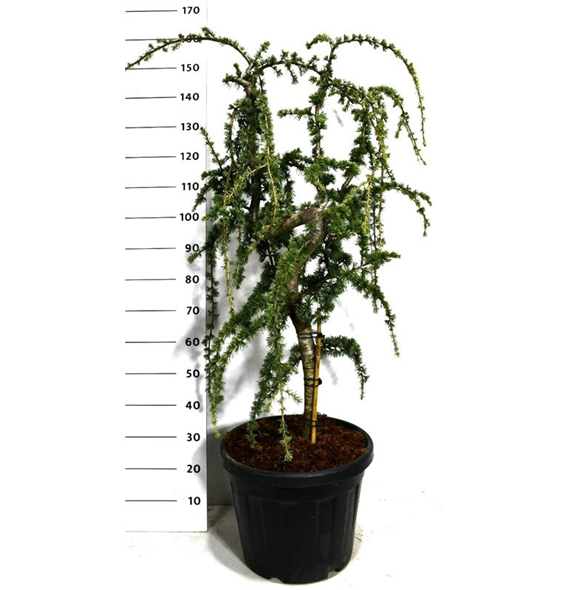 Cedrus atlantica 'Glauca Pendula' F00005958