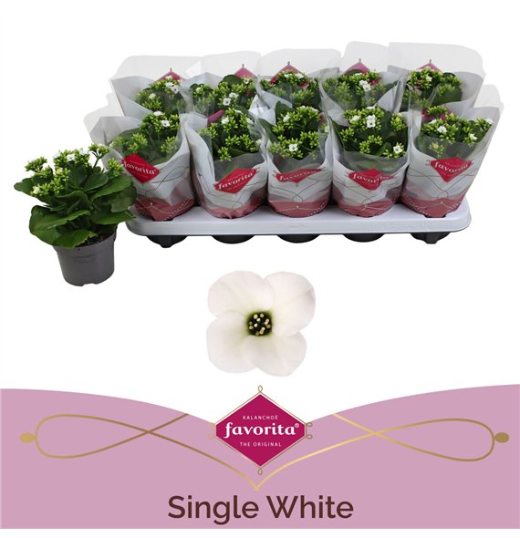 Kalanhoja asteria white 22cm 10.5cm Q3400