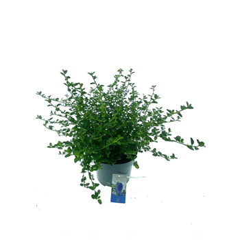 Ceanothus thyrsiflorus var repens F00005378