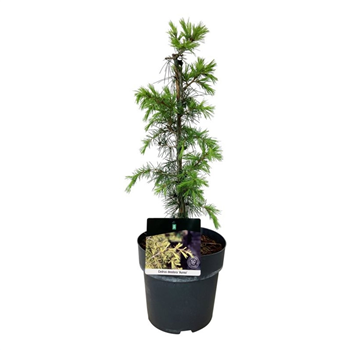 Cedrus deodara 'Aurea' F00007029