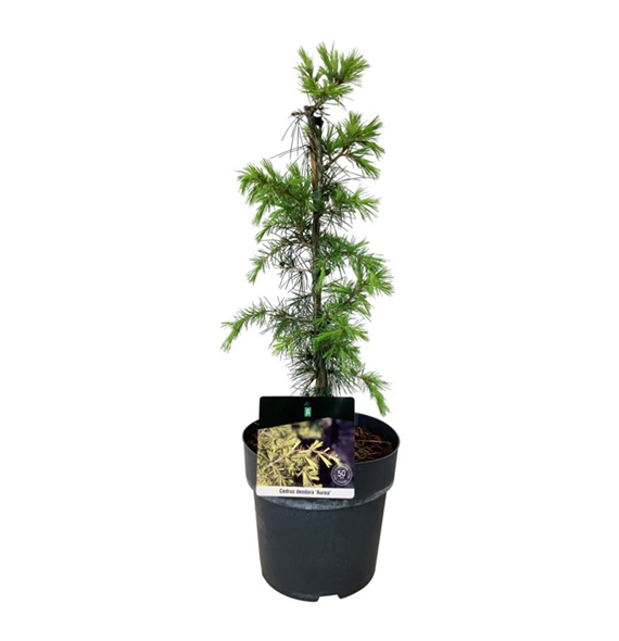 Cedrus deodara 'Aurea' F00007029