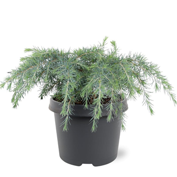 Cedrus deodara 'Feelin' Blue' F00008249