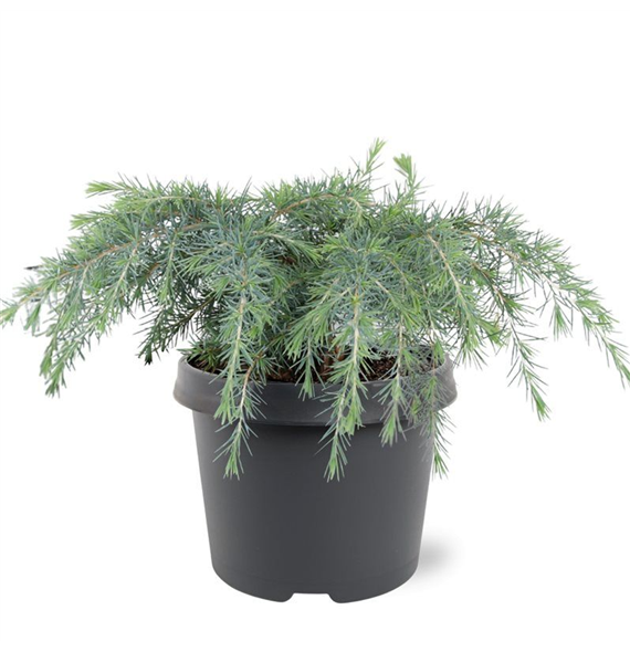 Cedrus deodara 'Feelin' Blue' F00008249