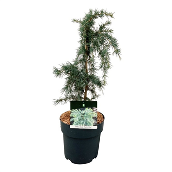 Cedrus deodara 'Feelin' Blue' F00007028