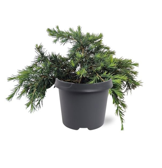Cedrus deodara 'Feelin' Blue' F00007883