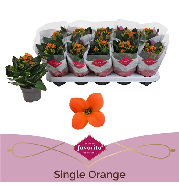 Kalanhoja acheron orange 22cm 10.5cm Q3697