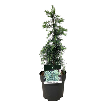 Cedrus deodara 'Feelin' Blue' F00007030