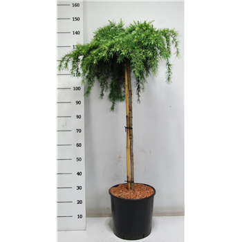 Cedrus deodara 'Feelin' Blue' F00006643
