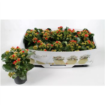 Kalanhoja rood favorita red instyle + collarpp 22cm 10.5cm Q3703