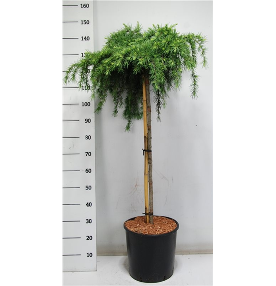 Cedrus deodara 'Feelin' Blue' F00006643