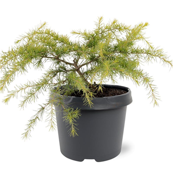 Cedrus deodara 'Golden Horizon' F00007884