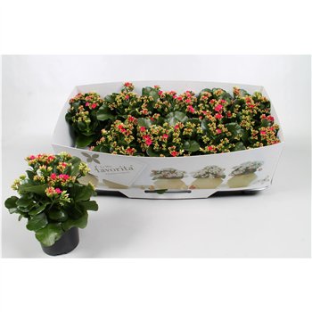 Kalanhoja paars favorita purple instyle + collarpp 22cm 10.5cm Q3704