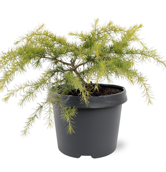 Cedrus deodara 'Golden Horizon' F00007884