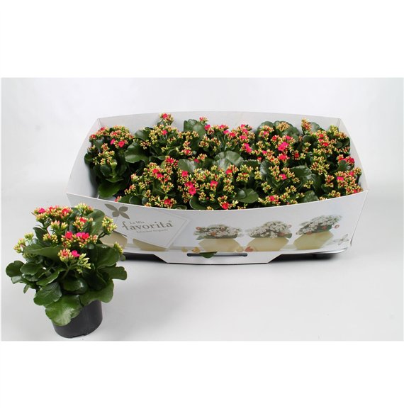 Kalanhoja paars favorita purple instyle + collarpp 22cm 10.5cm Q3704