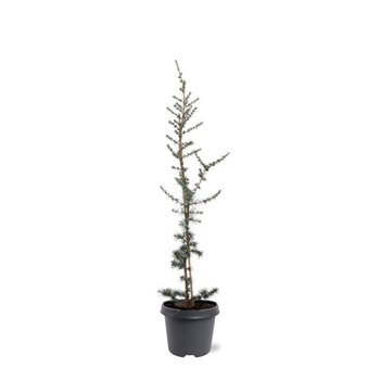 Cedrus libani 'Glauca' F00007885
