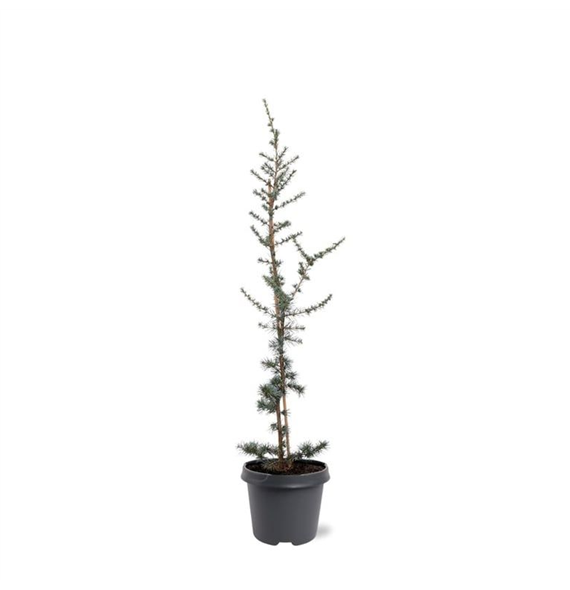 Cedrus libani 'Glauca' F00007885