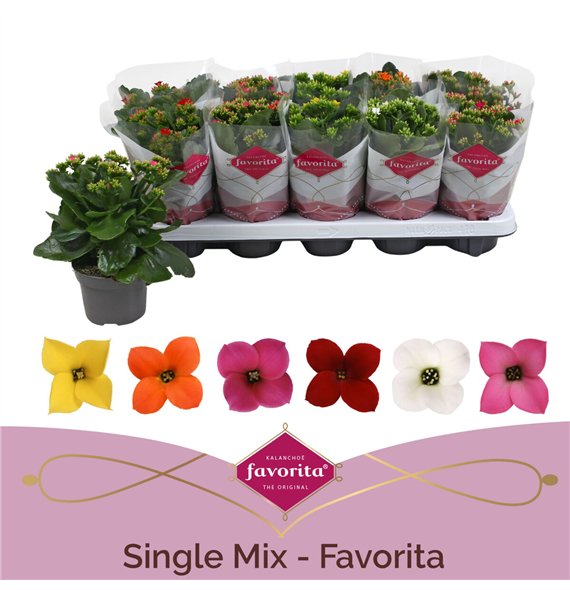 Kalanhoja mix Favorita 6 colour - 22cm 10.5cm Q3707