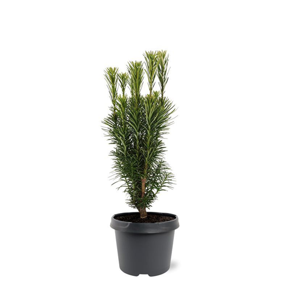 Cephalotaxus harringtonii 'Fastigiata' F00007887