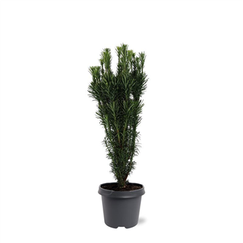 Cephalotaxus harringtonii 'Fastigiata' F00007888