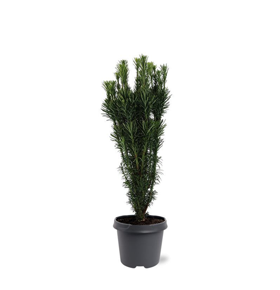 Cephalotaxus harringtonii 'Fastigiata' F00007888