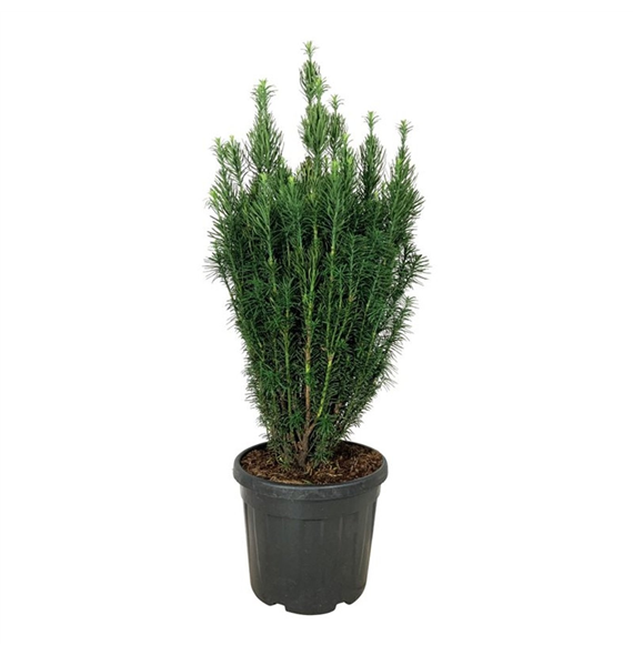 Cephalotaxus harringtonii 'Fastigiata' F00007391