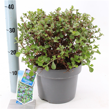 Ceratostigma griffithii F00005824