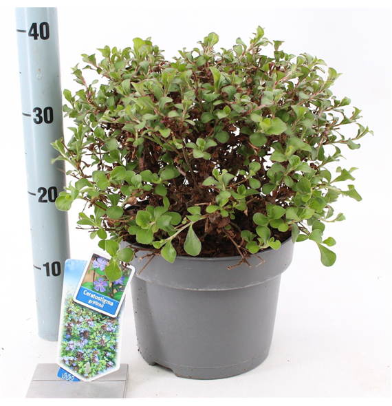 Ceratostigma griffithii F00005824