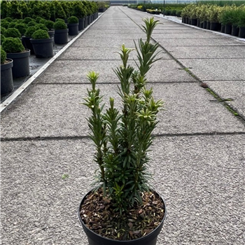 Cephalotaxus harringtonii 'Taranto' F00005828