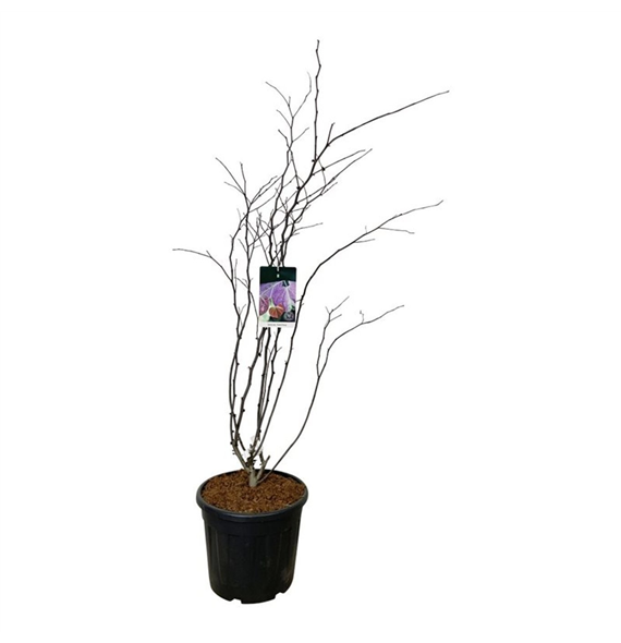 Cercis canadensis 'Forest Pansy' F00007502