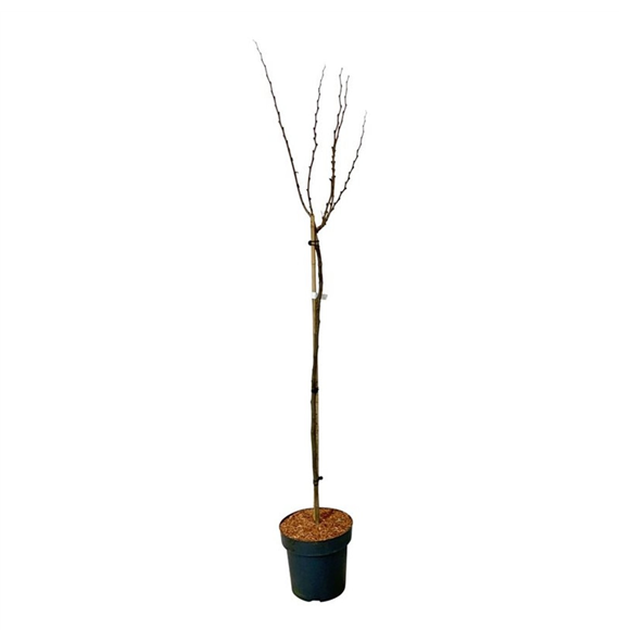 Cercis chinensis 'Avondale' F00007308