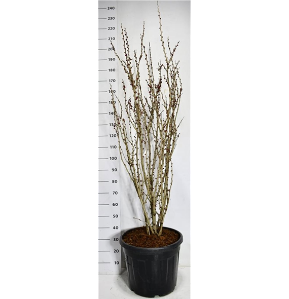 Cercis chinensis 'Avondale' F00006519
