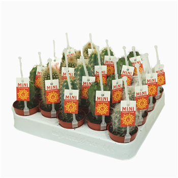 Cereus mix F00001432