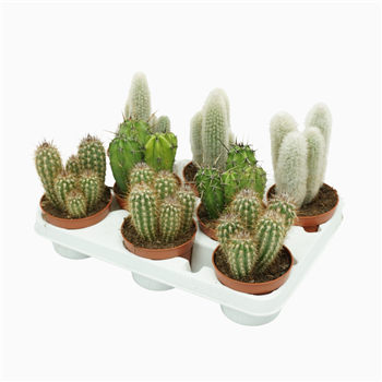Cereus mix F00001437