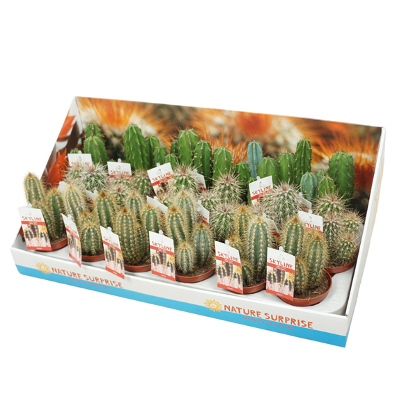 Cereus skyline F00001435