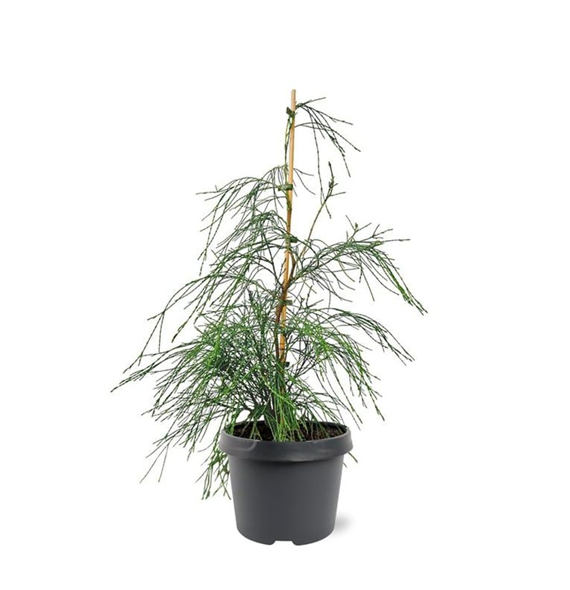 Chamaecyparis lawsoniana 'Drooping Solo' F00008250