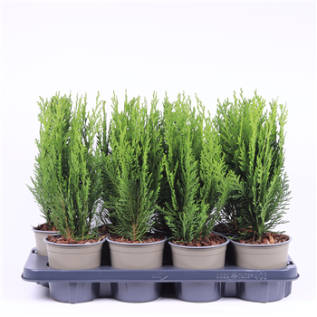 Chamaecyparis lawsoniana 'Green Pillar' F00003616
