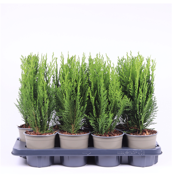 Chamaecyparis lawsoniana 'Green Pillar' F00003616