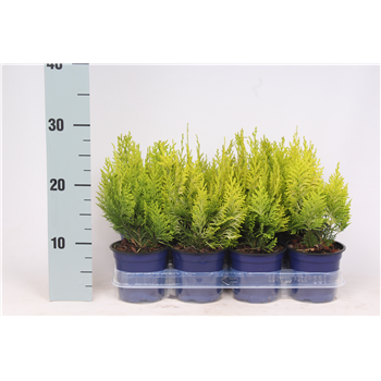 Chamaecyparis lawsoniana 'Ivonne' F00003615