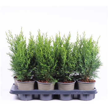 Chamaecyparis lawsoniana 'Robusta' F00003544