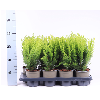Chamaecyparis lawsoniana 'Stardust' F00003614