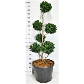Chamaecyparis lawsoniana 'Wisselii' F00006665