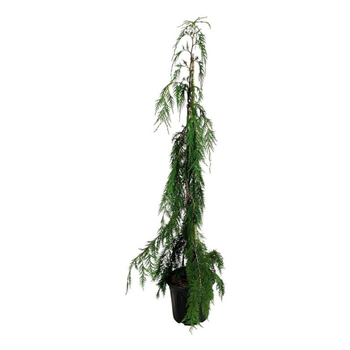 Chamaecyparis nootkatensis 'Moonshot' F00007159