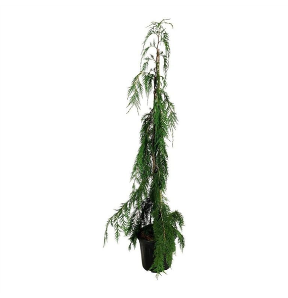 Chamaecyparis nootkatensis 'Moonshot' F00007159